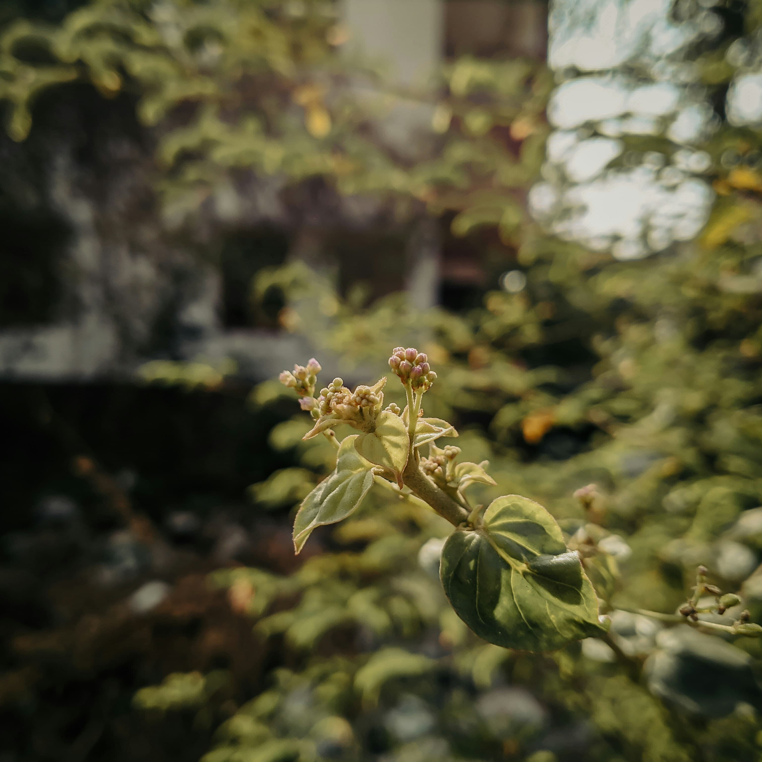 Green plants